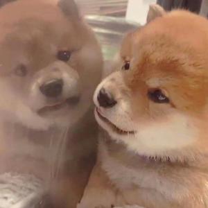 欧美人与禽ZZZOZZO性伦
